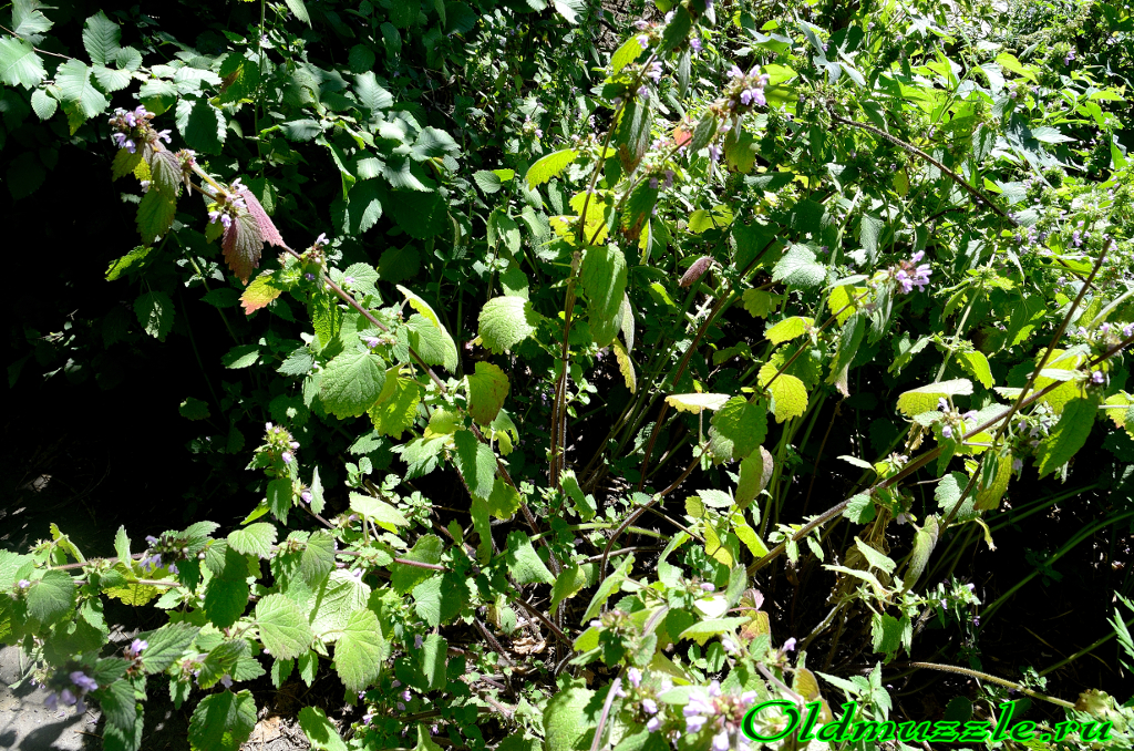 Растения Пензенской области: Белокудренник чёрный
