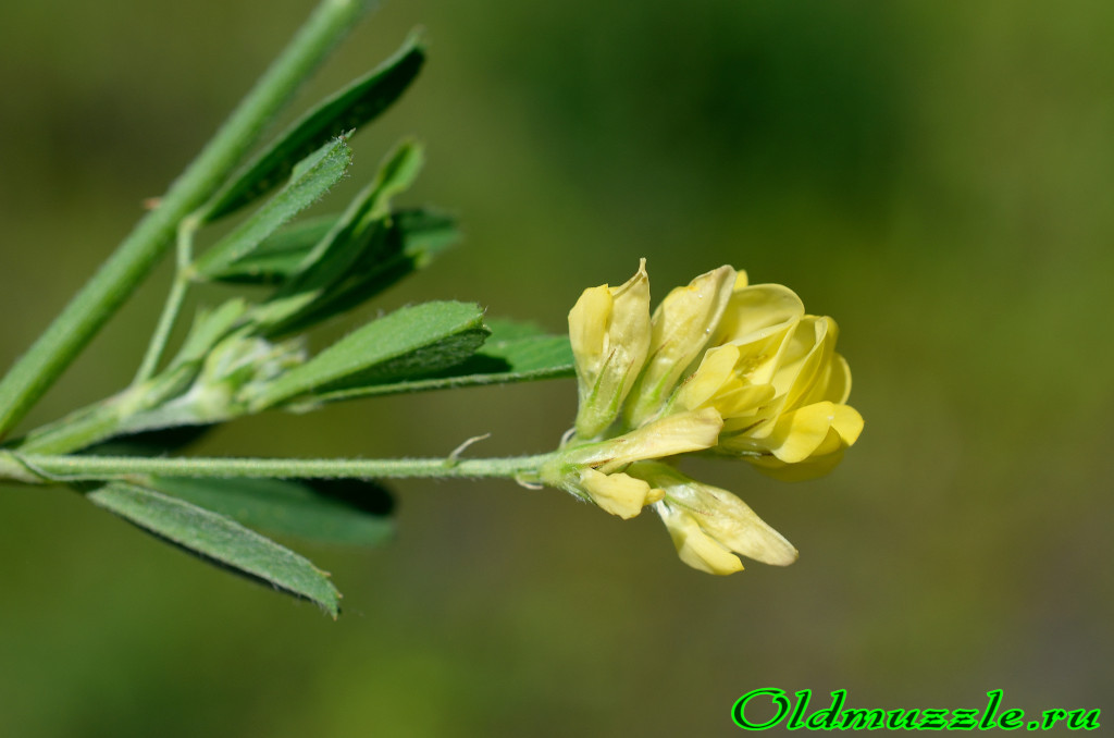 Растения Пензенской области: Люцерна серповидная