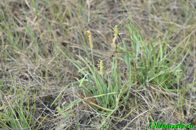 Подорожник солончаковый
