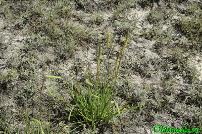 Подорожник солончаковый