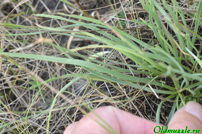 Подорожник солончаковый