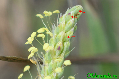 Подорожник солончаковый