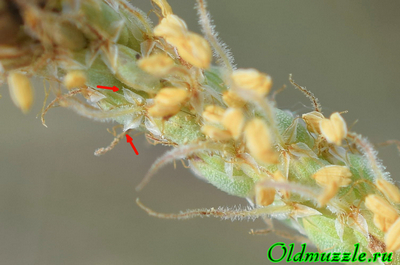 Подорожник солончаковый