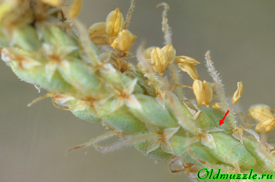 Подорожник солончаковый