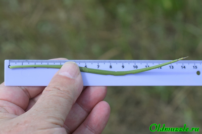 Подорожник солончаковый