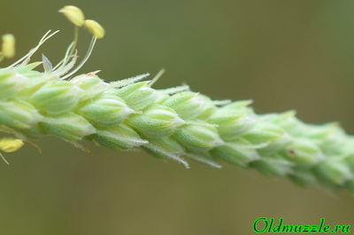Подорожник солончаковый