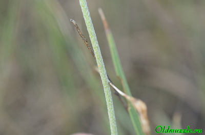 Подорожник солончаковый