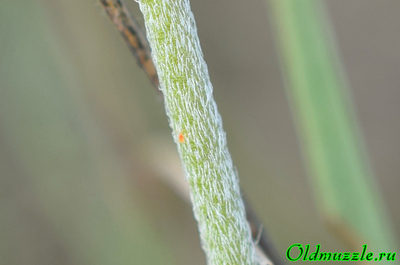 Подорожник солончаковый