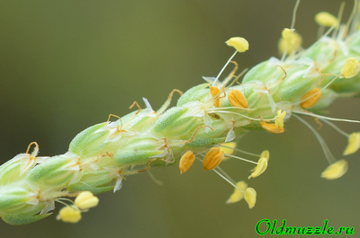 Подорожник солончаковый