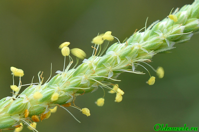 Подорожник солончаковый