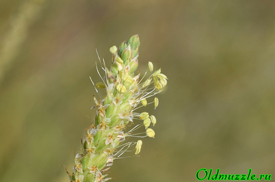 Подорожник солончаковый