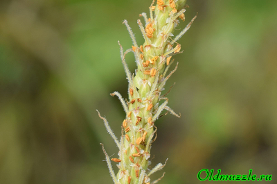 Подорожник солончаковый