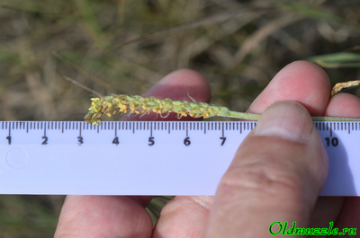 Подорожник солончаковый