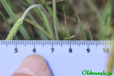 Подорожник солончаковый