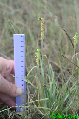 Подорожник солончаковый