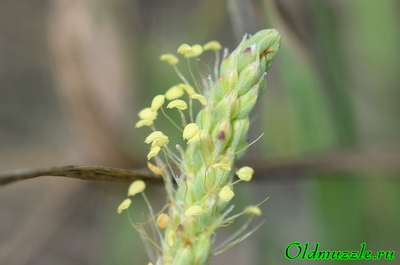 Подорожник солончаковый