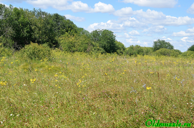 У первого болота