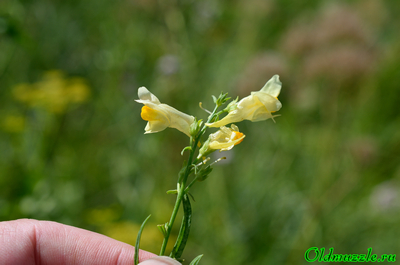 Льнянка обыкновенная