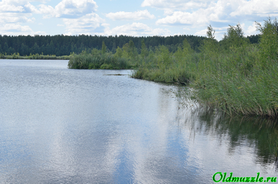 Сплавина прибрежная
