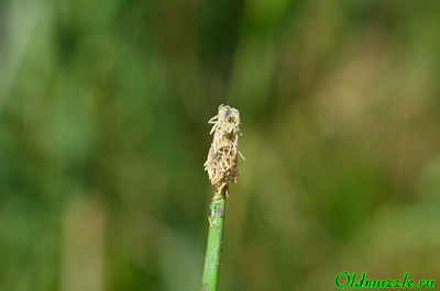 Болотница болотная