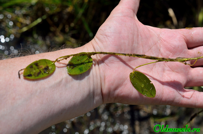 Рдест плавающий