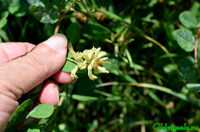 Астрагал солодколистный