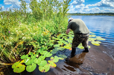 Я фотокаю кувшинки