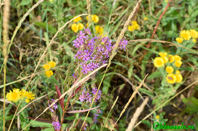 дербенник прутьевидный
