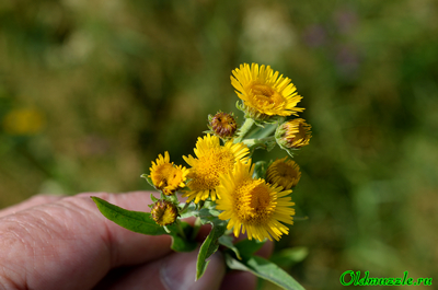 Девясил британский