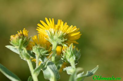 Девясил британский