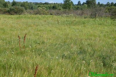 Тысячелистник иволистный