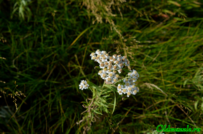 Тысячелистник иволистный