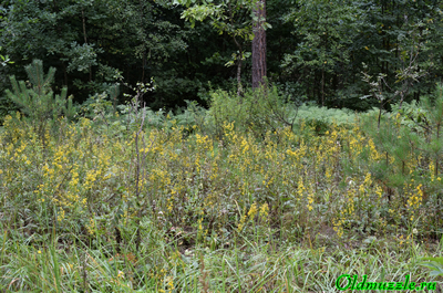 Золотарник