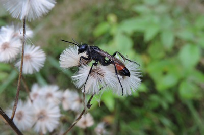 оса Аммофила