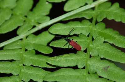 Краснокрыл