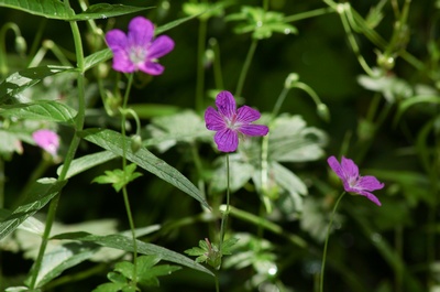 Герань болотная