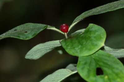 Жимолость лесная