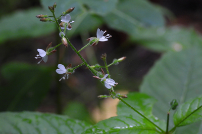 Двулепестник