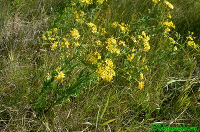 Крестовник