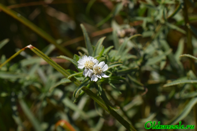Тысячелистник