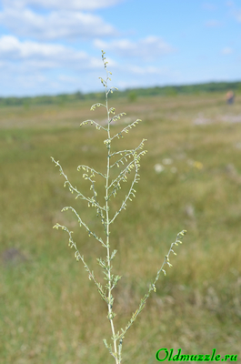 Полынь сантонинная