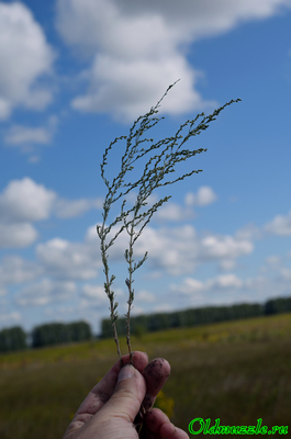 Полынь селитряная