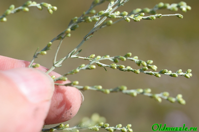 Полынь селитряная
