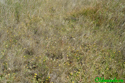 Одуванчики