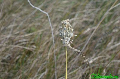 Лук метельчатый