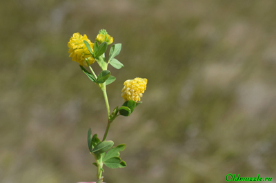 Клевер золотистый
