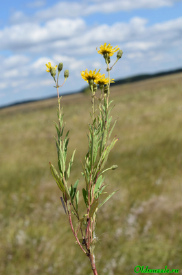 Ястребинка зонтичная