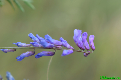 Горошек мышиный