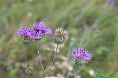 Василёк шершавый