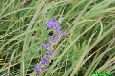 Колокольчик